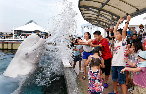 Golfinho branco Tororo lança o jato para as crianças