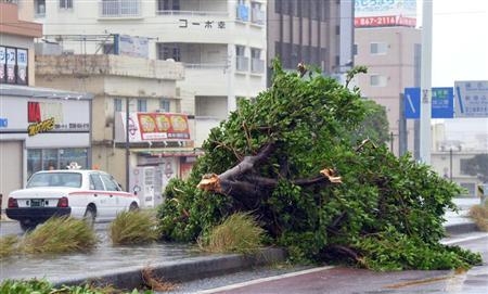 Em Naha, onde os ventos podem chegar a 234 km/h, uma árvore tombou