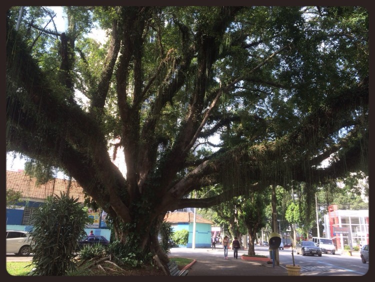 ...E essa é a árvore da qual tirei a semente, lá em São José dos Campos