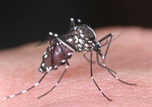 A degue é transmitida pelo mosquito Aedes aegypti. Foto: Instituto de Doenças Infecciosas do Japão