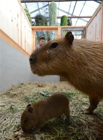 Zoológico de Kobe recolhe as sugestões de nome até o dia 23. Foto: Sankei