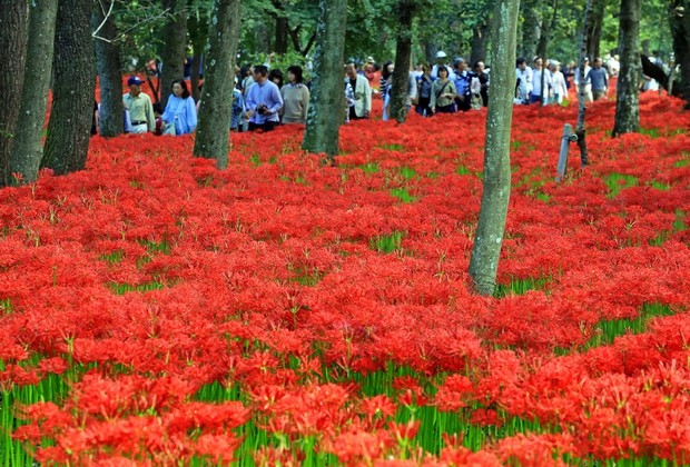 Flores “Manjushage” atraem visitantes ao Parque Kinchakuda em Saitama. Foto: Mainichi