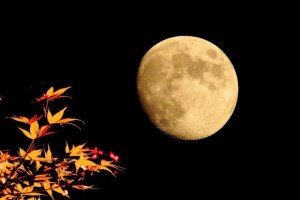 "Tsukimi": apreciação da Lua