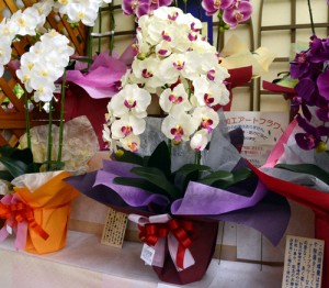 Vasos de orquídeas “Kochouran” em Maebashi (Gunma). Foto: Mainichi