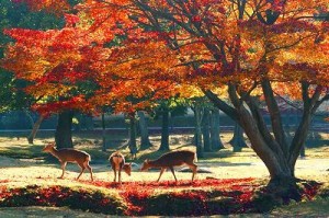 Os veados de Nara são considerados animais sagrados