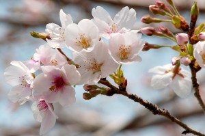 Florescência de cerejeiras em Tokyo começa dia 25