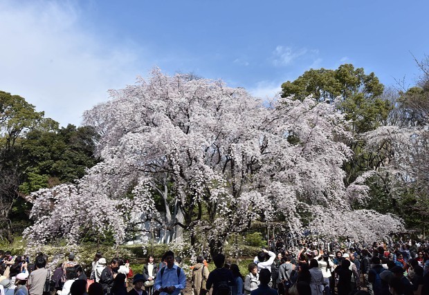 Cascata de flores de cerejeira no Parque Rikugien. Foto: Mainichi