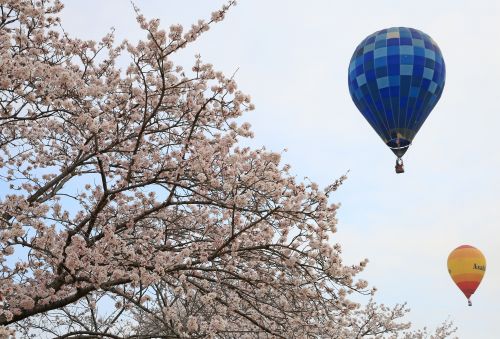 Balões em meio às cerejeiras, em Tochigo. Foto: Mainichi
