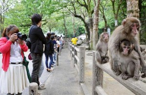 Zoológico de Oita. Foto: Sankei