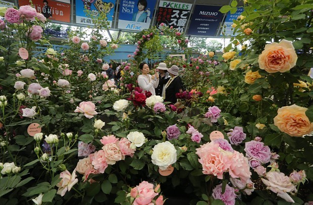 Cenas do show de rosas e jardinagem deste ano. Foto: Mainichi